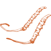 Cordyceps sinensis