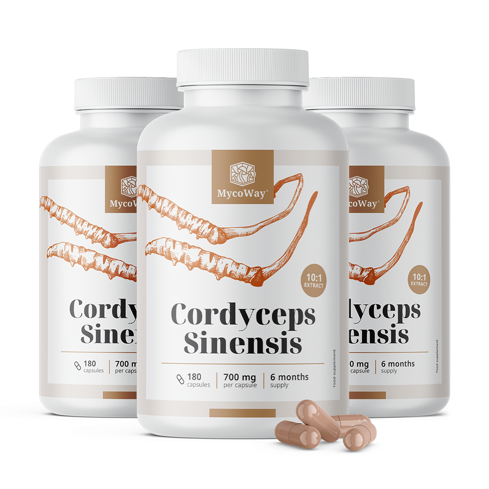 Cordyceps sinensis 1400 mg – extract 10:1