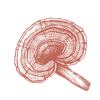 Pentru întărirea sistemului imunitar, întoarceți-vă înapoi la natură