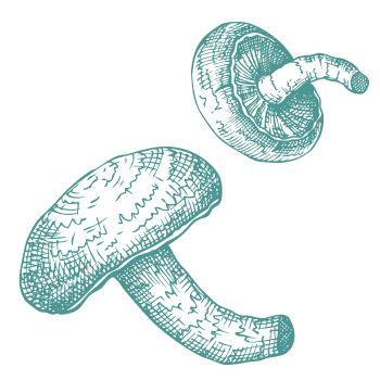 Mii de ani de tradiție pentru susținerea organismului