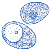 O alegere de calitate pentru fiecare zi